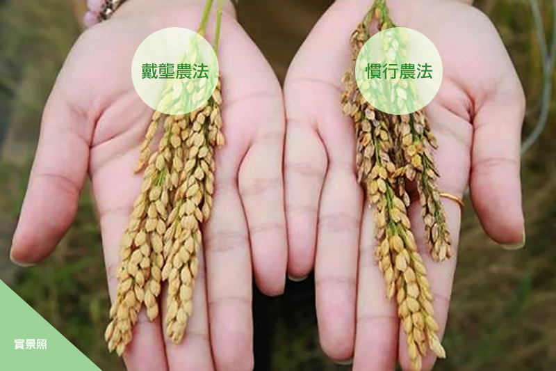 水稻 水稻