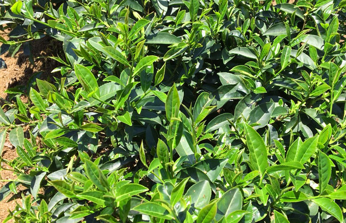 茶葉1