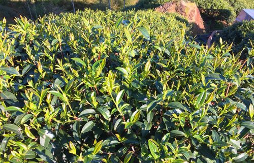 茶葉2 茶葉2