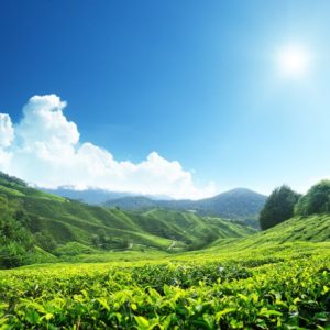 10725270 - tea plantation cameron highlands, malaysia 10725270 - tea plantation cameron highlands, malaysia
