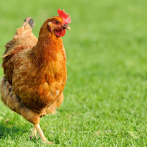 36891210 - brown chicken in grass covered fiel 36891210 - brown chicken in grass covered fiel