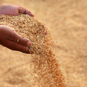 40879979 - hand holding golden paddy seeds in indian subcontinent 40879979 - hand holding golden paddy seeds in indian subcontinent