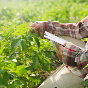 78335885_s 78335885 - farmer in agriculture, checking plants in large nursery at cultivated fields