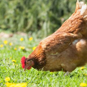 9349687 - hens in the farm 9349687 - hens in the farm